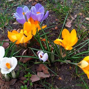 CROCUS CHRYSANTHUS VARIES