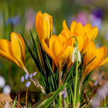 CROCUS GRANDE FLEUR GOLDEN YELLOW