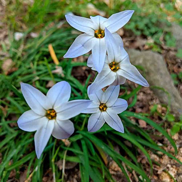 IPHEION UNIFLORUM WISLEY BLUE