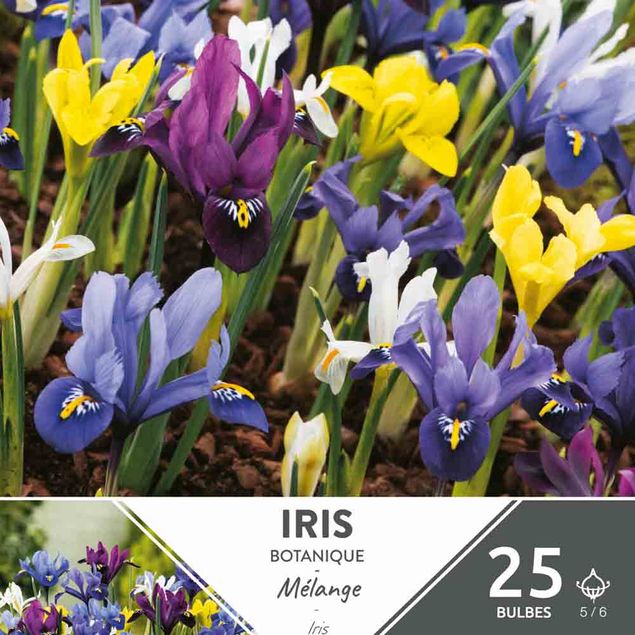 IRIS BOTANIQUES VARIES