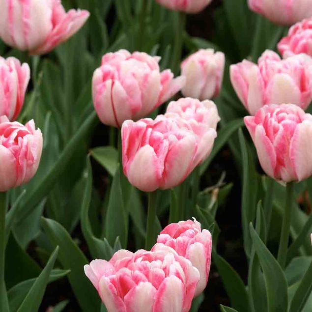 TULIPE DOUBLE HATIVE FOXTROT