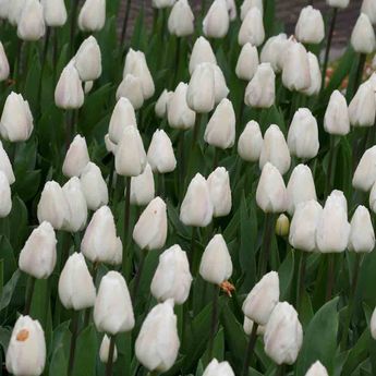 TULIPE TRIOMPHE WHITE MARVEL AB