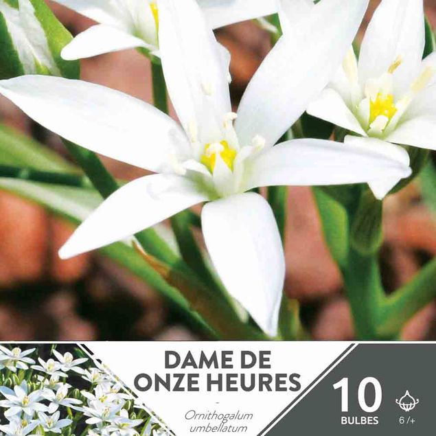 ORNITHOGALE UMBELLATUM - DAME DE 11 HEURES