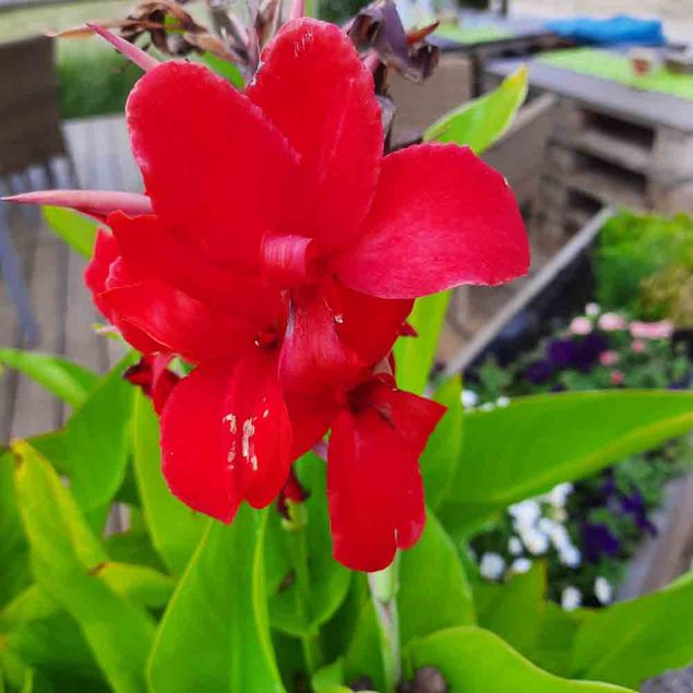 CANNA INDICA RED AB