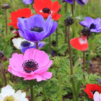 ANEMONE CORONARIA DE CAEN