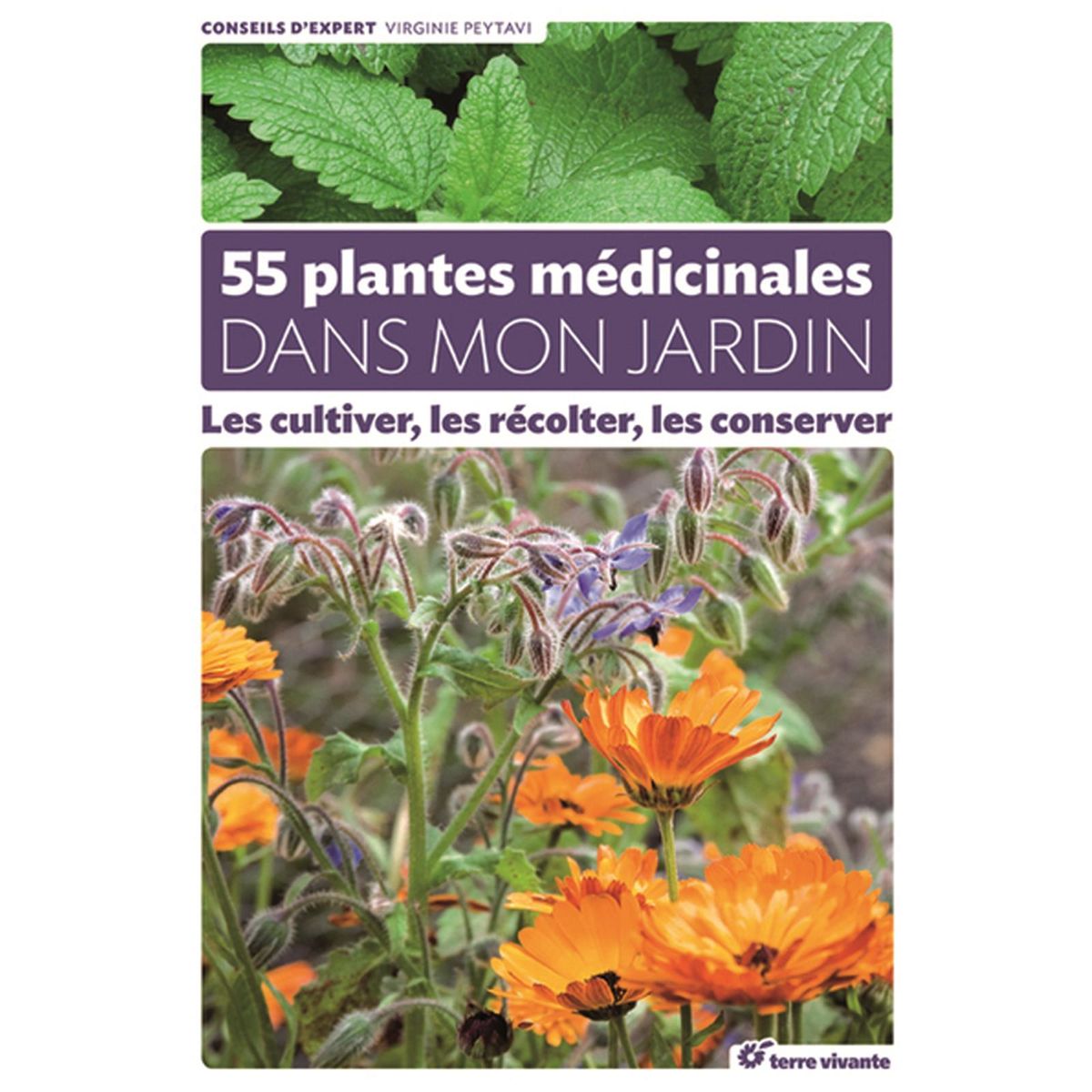 15 plantes médicinales à cultiver dans son jardin - Promesse de Fleurs