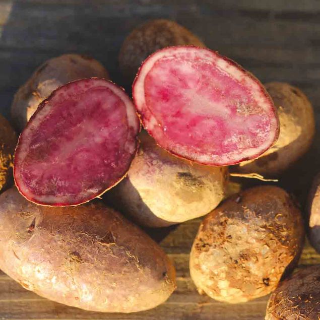 POMME DE TERRE ROSE DE FRANCE (ou Cirelle) NT