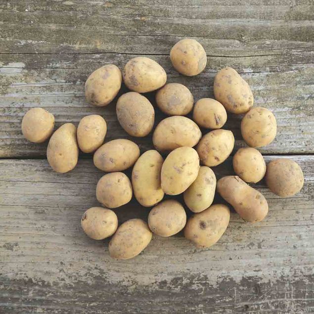 POMME DE TERRE DOLWEN DE BRETAGNE® (Variété Charmeuse) NT