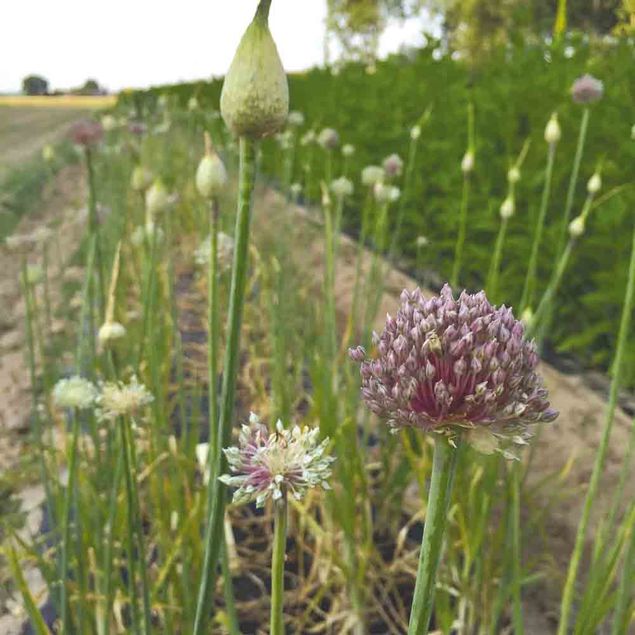 POIREAU PERPETUEL  AB - LOT DE 5 BULBILLES