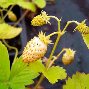 FRAISIER BLANCHE DES BOIS AB - PLANT