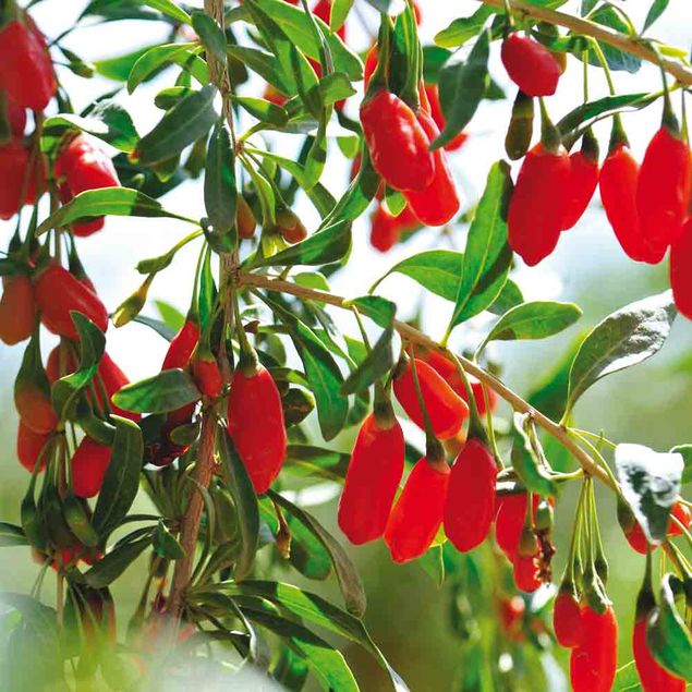 BAIE DE GOJI PRINCESS TAO - PLANT