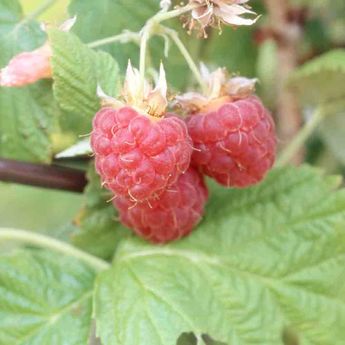 FRAMBOISIER BOIS BLANC - PLANT AB