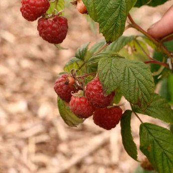 FRAMBOISIER AUGUSTRED AB - PLANT