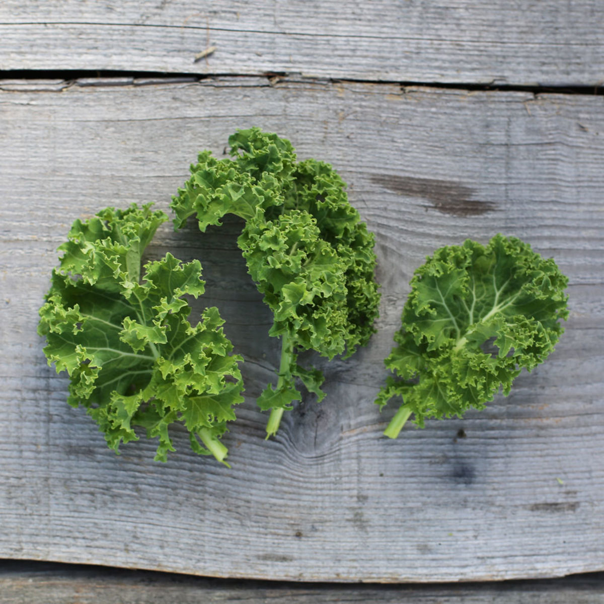 Chou frisé – chou Kale  Semences biologiques de choux. Culture facile