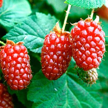 MÛRIER FRAMBOISE TAYBERRY BUCKINGHAM AB - PLANT