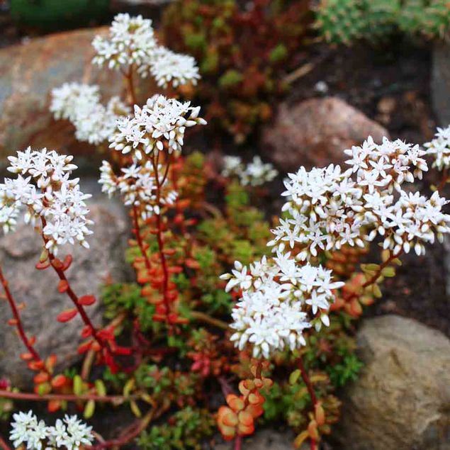 ORPIN BLANC - PLANT