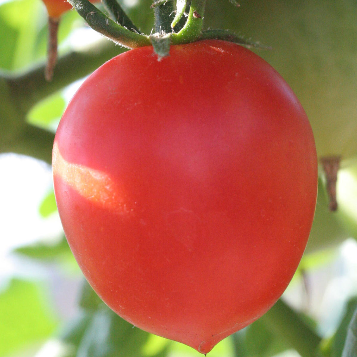Semences - Tomate Coeur de boeuf - 1 gr - Les Doigts Verts