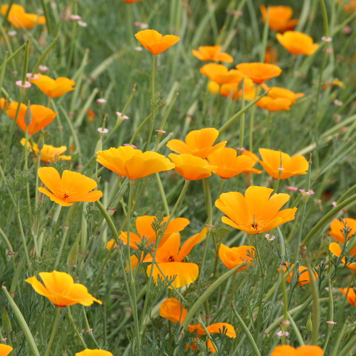 C-LARSS 100pcs / Sac Graines D'Eschscholzia, Graines De Fleurs De Jardin De  Bonsaï Orange De Bonne Récolte Annuelle Pour La Maison Graines de pavot de  Californie : : Jardin