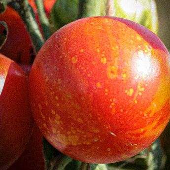 TOMATE TIGRELLA BICOLORE AB