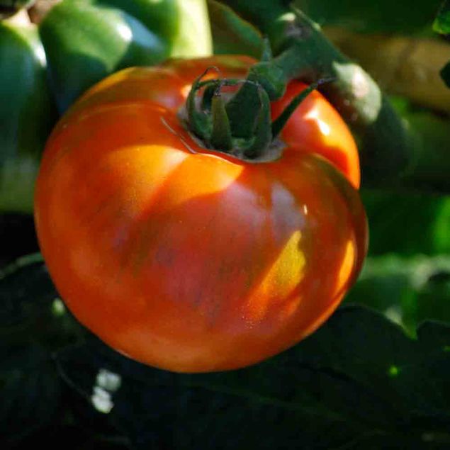 TOMATE ROYALE DES GUINEAUX AB