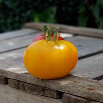 TOMATE JAUNE SAINT VINCENT AB