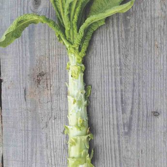 LAITUE TIGE CELTUCE (ASPERGE) AB