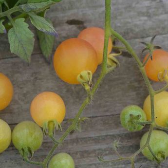 TOMATE MIRABELLE BLANCHE AB