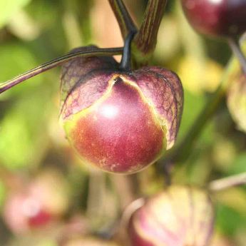 TOMATILLO VIOLET AB