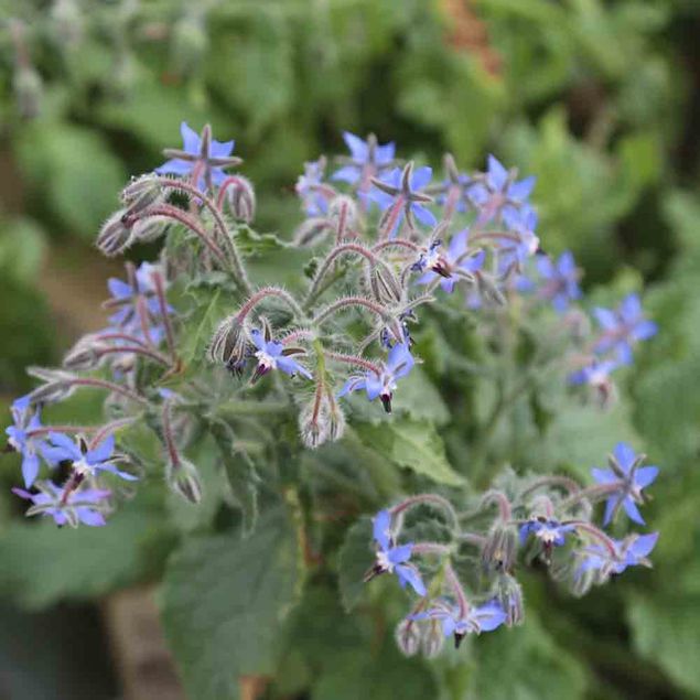 BOURRACHE OFFICINALE AB