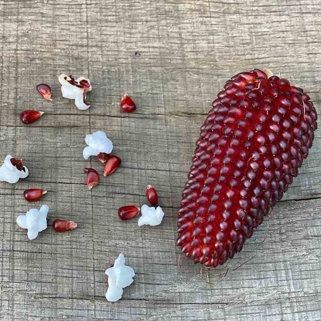 MAÏS POP CORN FRAISE AB