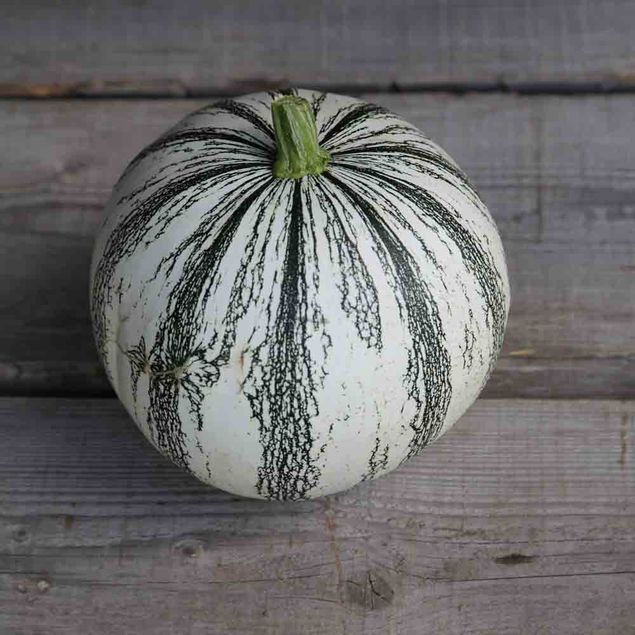 COURGE PEPITA SQUASH AB