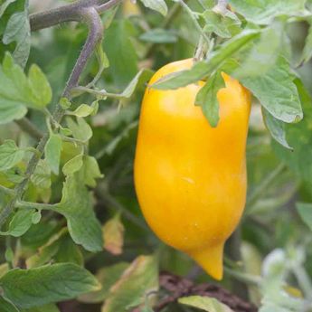 TOMATE POIVRON JAUNE AB