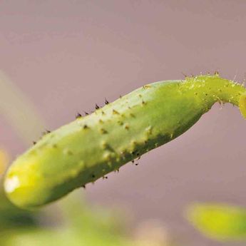 CORNICHON FIN DE MEAUX AB