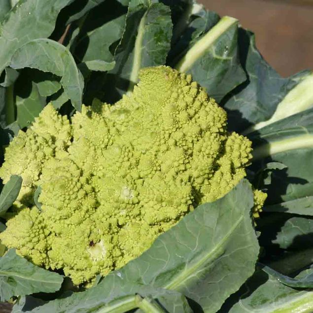 CHOU-FLEUR ROMANESCO NATALINO AB