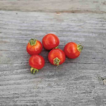 TOMATE CERISE AB