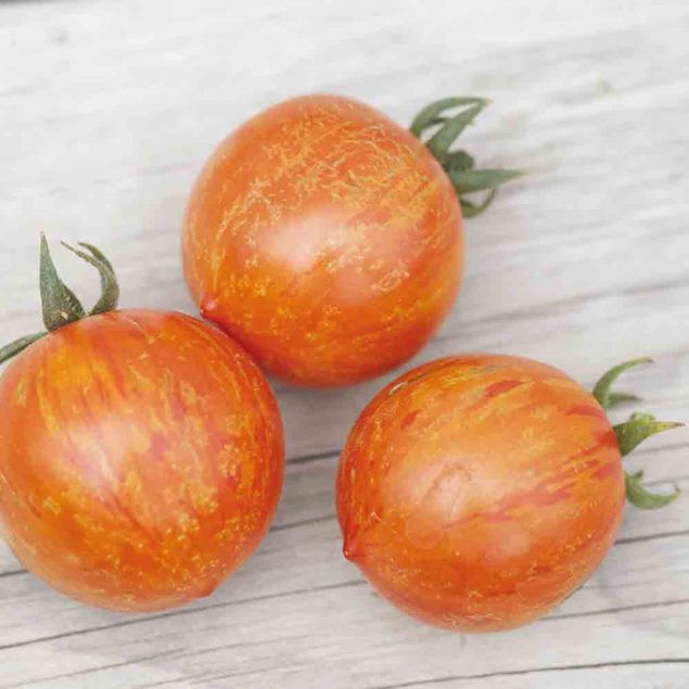 TOMATE RED ZEBRA AB