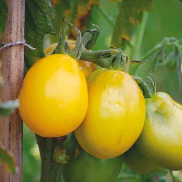 TOMATE TETON DE VENUS JAUNE AB