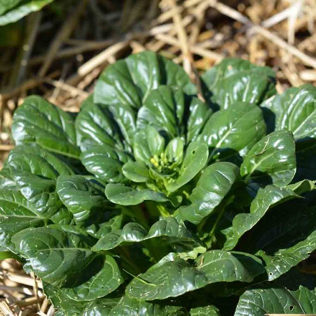 CHOU DE CHINE PAK CHOI TATSOI AB