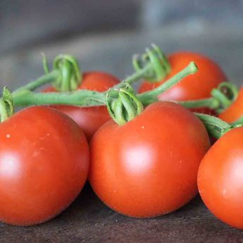 TOMATE CASAQUE ROUGE AB