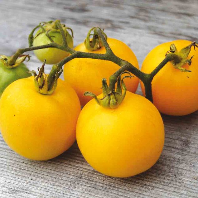 TOMATE PECHE JAUNE AB