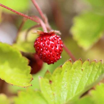 FRAISIER DES QUATRE SAISONS NT