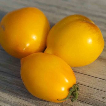 TOMATE LEMON TREE AB