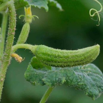 CORNICHON DE BOURBONNE AB