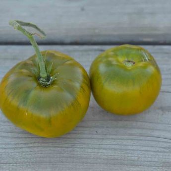 TOMATE EMERALD EVERGREEN AB