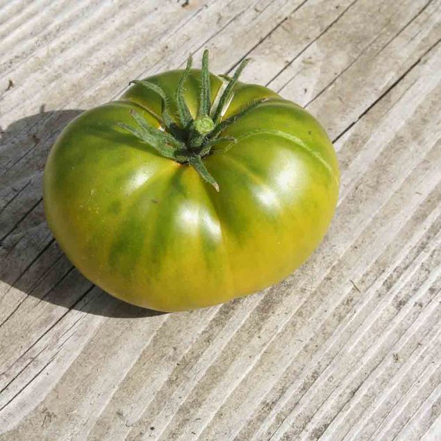 TOMATE AUNT RUBY´S GERMAN GREEN AB