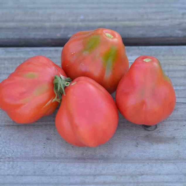 TOMATE TLACOLULA PINK AB