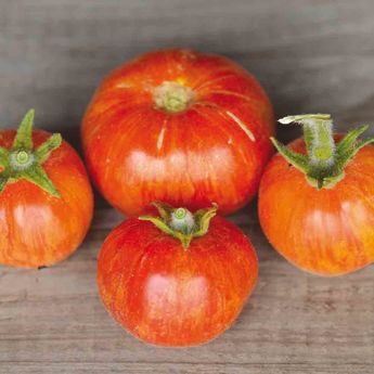 TOMATE ELBERTA PEACH AB