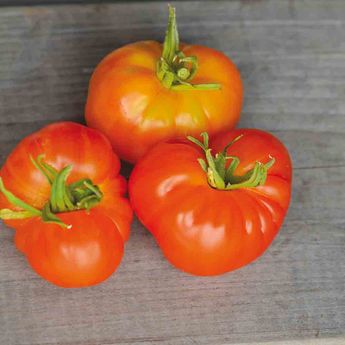 TOMATE JOYAU D´OAXACA AB