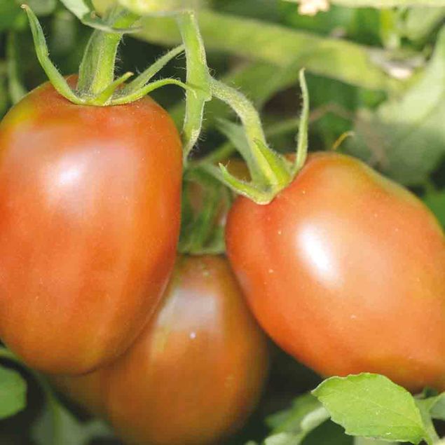 TOMATE PURPLE RUSSIAN AB