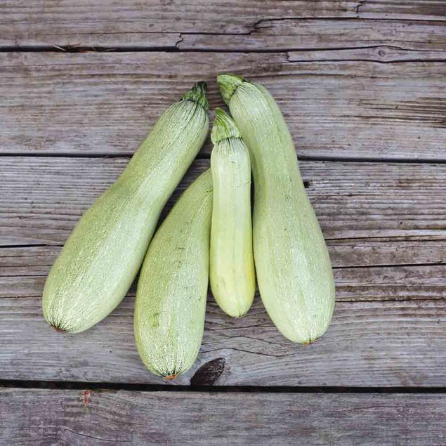 COURGETTE ALBERELLO DI SARZANA AB